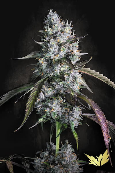 Red Velvet Auto > Paradise Seeds | Autoflowering Cannabis   |  Hybrid